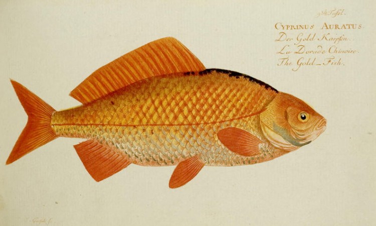 Source=Marcus Elieser Bloch, Naturgeschichte der ausländischen Fische, Berlin, 1782