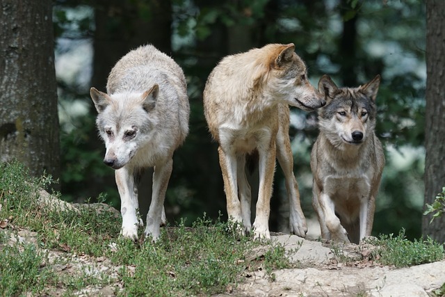 loup