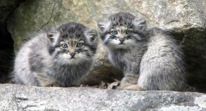 bébés Manul