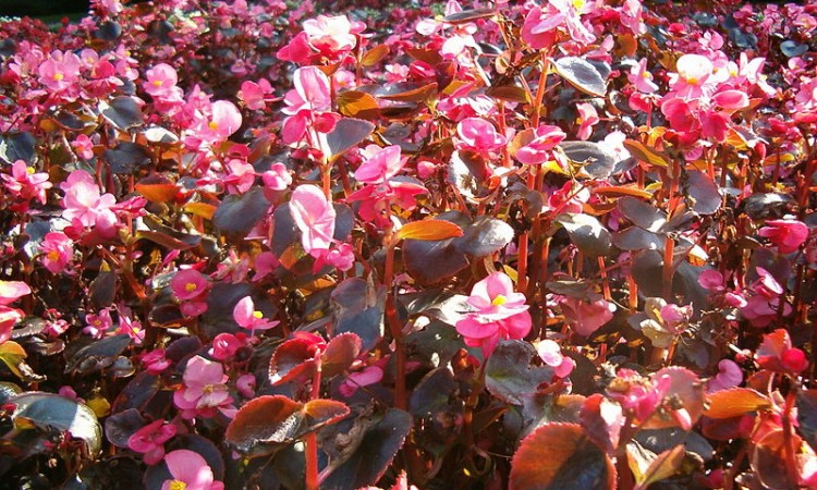 800px-Begonia_Semperflorens_Hybrids_1005Pink