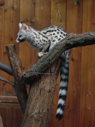 Genetta_genetta_felina_(Wroclaw_zoo)