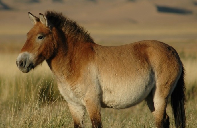 Przewalskis_horse_02
