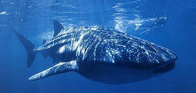 Requin_baleine