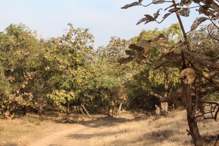 Teak_trees_in_Gir_Forest_National_Park