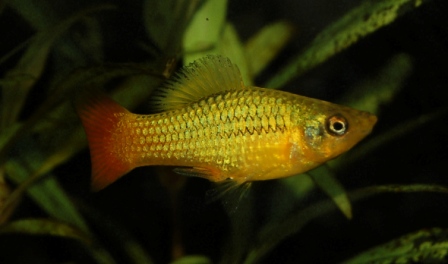 Xipho_variatus_maschio