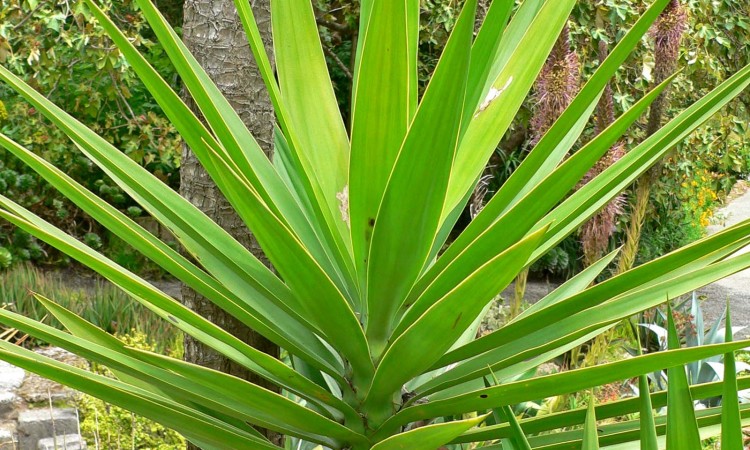 Yucca_aloifolia_2