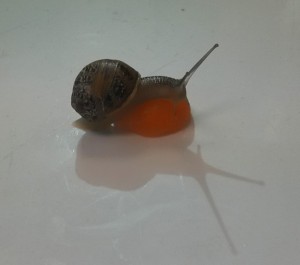 Escargot en ballade