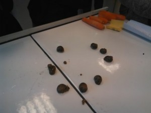Ronde des escargots ;-)