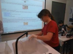 Nettoyage du vivarium des cloportes