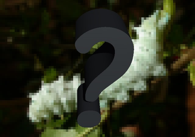 bombix2