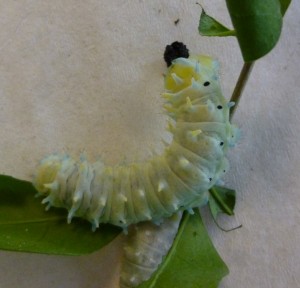 chenille