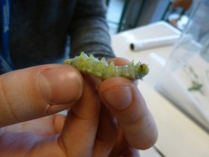 chenille gros plan