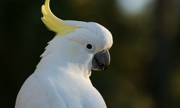 cockatoo-583921_1280