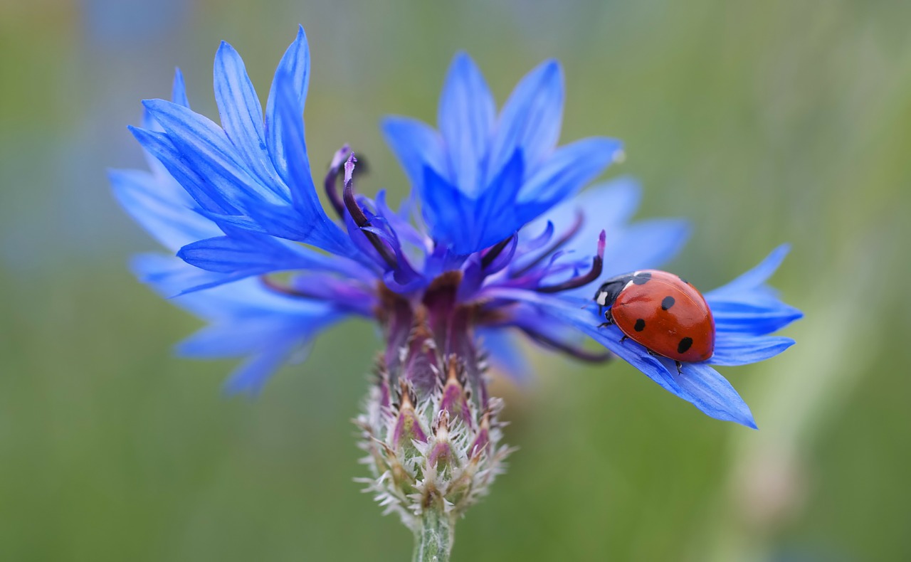 cornflower-102585_1280