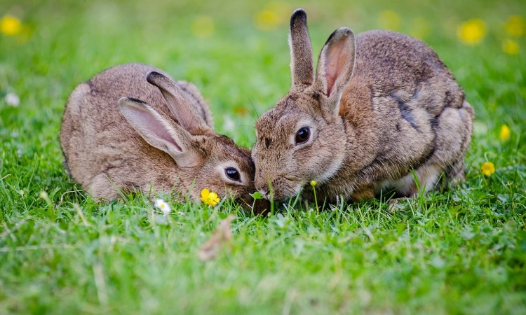 european-rabbits