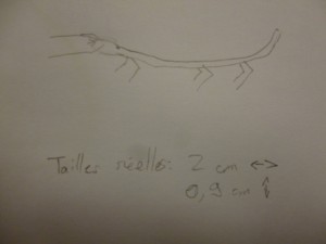 Dessin d'observation d'un jeune phasme (à la naissance) Merci Paul.