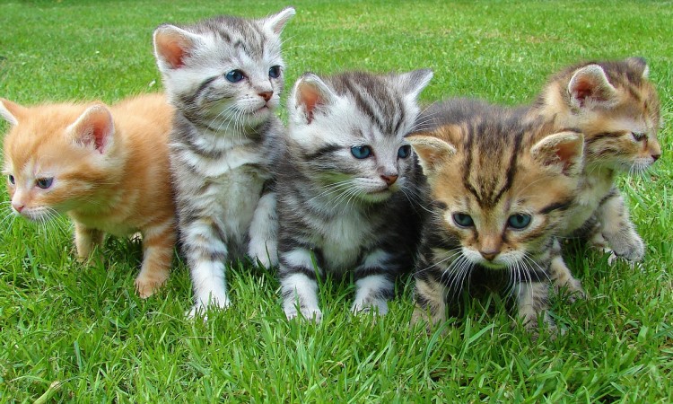 kittens-555822_1280