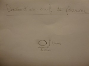Dessin d'observation d'un œuf de phasme non éclot (merci Marianne).