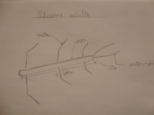 Dessin d'observation d'un phasme adulte (merci Ambrine)