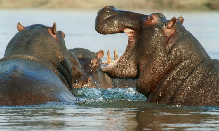 river-horse-95472_1280