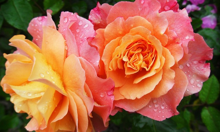 rose-174817_1280