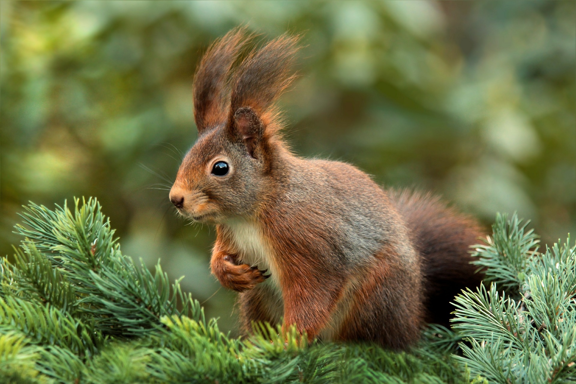 squirrel-619968_1920