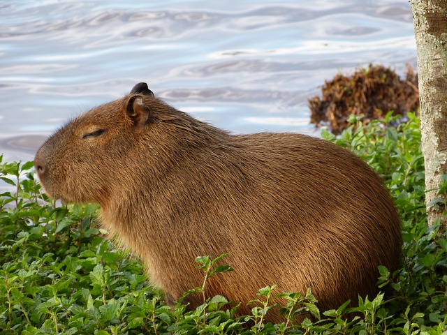 capybara-977101_640