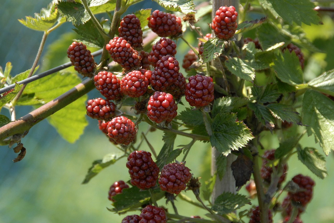raspberries-542910_1280