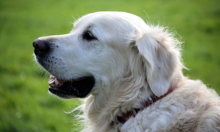 retriever-348572_1280