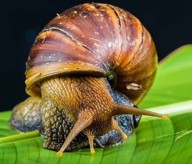 snail-424133_640