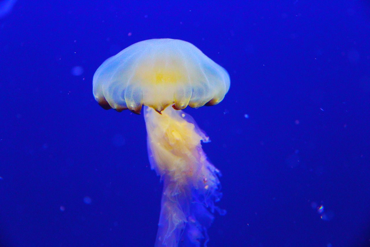 jellyfish-1231823_1280