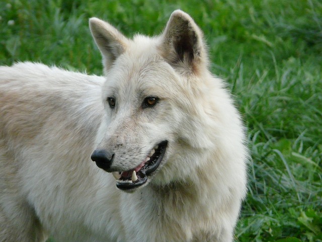 wolf-274608_640
