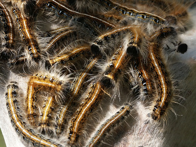 caterpillar-220796_640