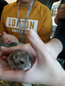 hamster-1