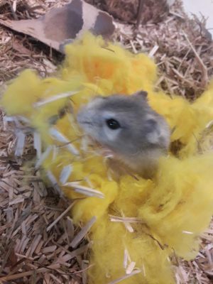 hamster-2